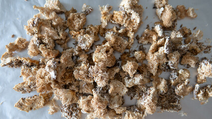 dried fruiting bodies of Hericium erinaceus mushroom close-up © contentdealer