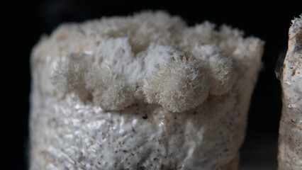 Useful substances in the composition of the fruiting bodies of the fungus lion's mane. Erinacins and Hericenones