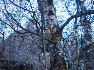A jay sits on a birch branch in a national park on an autumn cloudy day