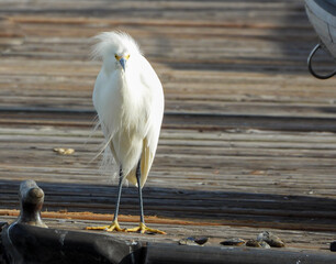 great white egret