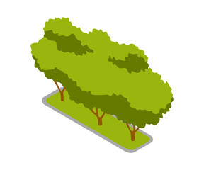 Isometric 3d  park element. Ggarden tree or bush. Green environment landscape design illustration. Isolated icon of nature element