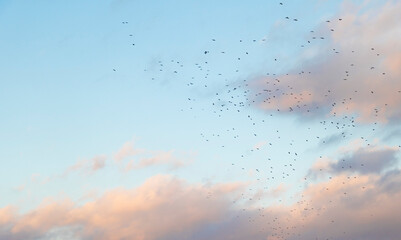 A blue cloudy sky with birds flying