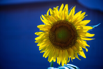 sunflower on blue background