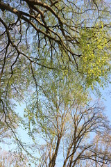 Obraz premium Nature printannière