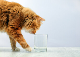 Red cat drinking water from the glass, with copy space