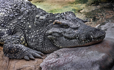Siam crocodile on the ground. Latin name - Crocodylus siamensis	