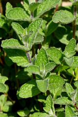 closeup the bunch ripe green mint plants with leaves growing in the farm over out of focus green brown background.