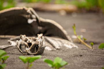 Green turtle remains on a beach