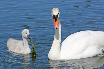 Fototapeta premium Swan and Cygnet on a lake 