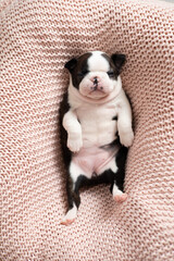 A funny Boston Terrier puppy sleeps on his back on a pink blanket. Top view