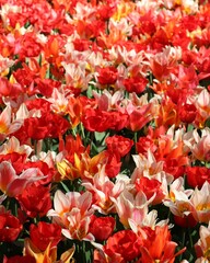 Profusion de tulipes (parc Keukenhof, Hollande)