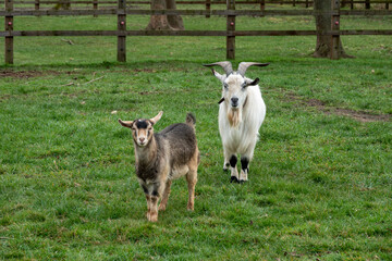 white goat with horns with pretty young brown goat