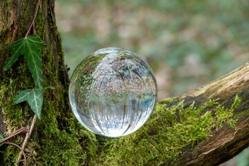beautiful woodland scene reflected upside down in a crystal ball balanced on moss on a tree trunk