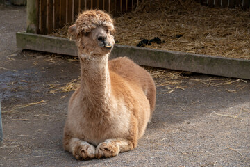 pretty brown alpaca pulling a silly face