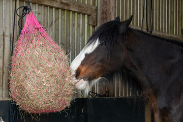beautiful cart horse eating a bag of hay