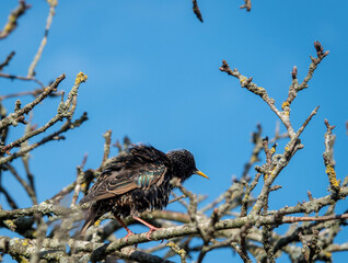 the common starling or European starling Stumus vulgaris  perched in a tree with ruffled feathers