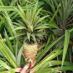 Fototapeta premium Ananas im Wachstum