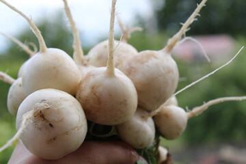 a white radish in a woman's hand against a background of greenery. Summer vegetables first harvest spring vitamins from the garden