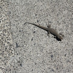 Gecko auf grauen Untergrund