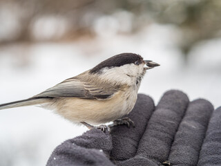 A willow tit sits on hand and eats seeds. Hungry bird willow tit eating seeds from a hand in winter or autumn