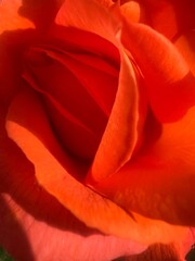red rose macro