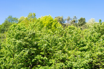 Top of green leafy trees in forest under blue sky. Beauty of nature, natural background concepts
