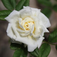 Petali di una rosa bianca nel giardino