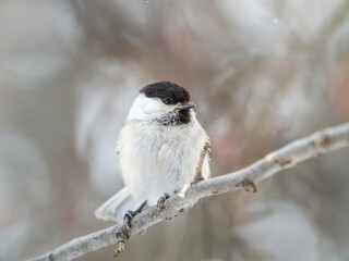 Cute bird the willow tit, song bird sitting on a branch without leaves in the winter.