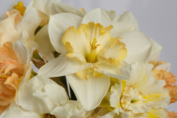 Obraz na płótnie Canvas Floral wallpaper delicate bouquet of daffodils, macro.