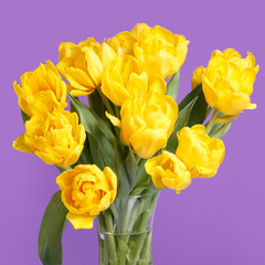 Bouquet of yellow tulips on a purple background.