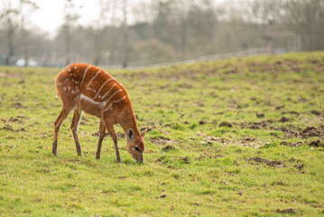 Sitatunga, Tragelaphus spekii grazing on grass