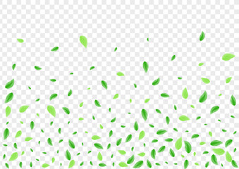 Light Green Plant Background Transparent Vector. Greenery Isolate Texture. Label Design. Greenish Clear Illustration. Leaves Line.