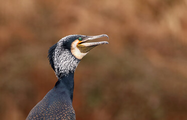 Close up of a great black cormorant with breeding plumage (Phalacrocorax carbo) singing with its beak wide open. Portrait of a water bird in autumn. Majestic wild bird with natural fall background.