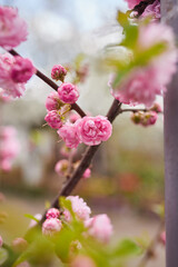 Branches of blossoming cherry macro with soft focus on gentle light blue sky background in sunlight. Beautiful floral image of spring nature