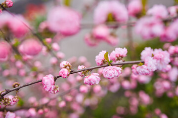 Branches of blossoming cherry macro with soft focus on gentle light blue sky background in sunlight. Beautiful floral image of spring nature