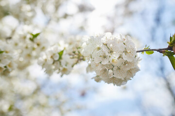 Branches of blossoming cherry macro with soft focus on gentle light blue sky background in sunlight. Beautiful floral image of spring nature