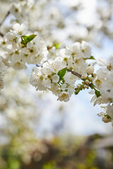 Branches of blossoming cherry macro with soft focus on gentle light blue sky background in sunlight. Beautiful floral image of spring nature