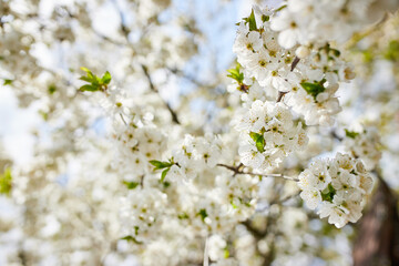 Branches of blossoming cherry macro with soft focus on gentle light blue sky background in sunlight. Beautiful floral image of spring nature