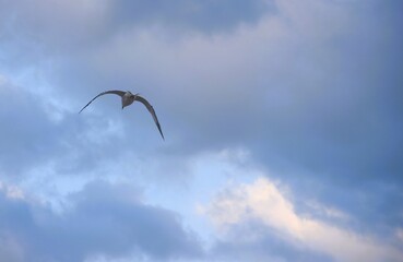 voo no céu