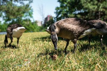 Portrait of a beautiful Canada goose