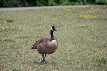 Portrait of a beautiful Canada goose