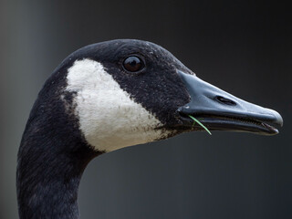 Portrait of a beautiful Canada goose