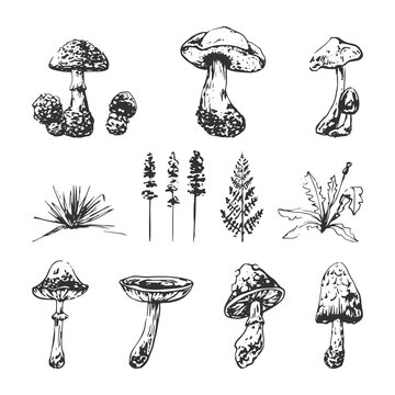set of images of mushrooms, autumn, graphics sketch, sketch, set of eleven images of mushrooms and grass, autumn graphics, dark outline on a white background, vector isolated objects