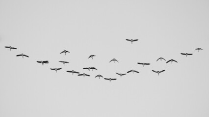 A group of Canada geese flying in black and white