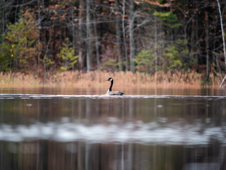 Canada goose swimming