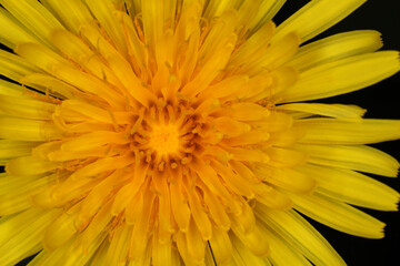 Taraxacum officinale - Common Dandelion - Details of flower © Collpicto