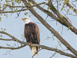 american bald eagle on a branch