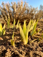 Fototapeta premium Young bud flower of the iris. The root system and young sprouts of irises in the garden. Early spring farming.