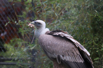 Griffon vulture with nesting materials in its beak