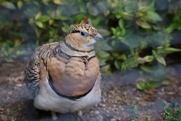 Portrait of a pin-tailed sandgrouse (pterocles alchata)